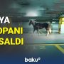 Rusiya Avropanı ələ saldı – BAKU TV